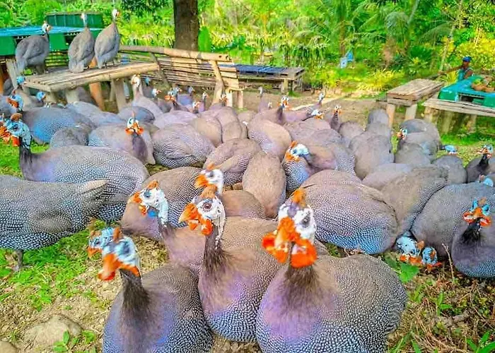 Farm stay Gkg Farm Cebu Ph Carmen (Cebu)
