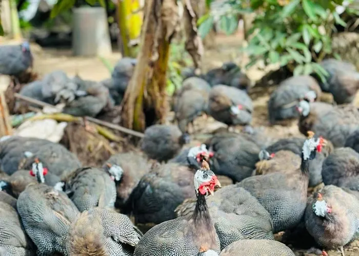 Gkg Farm Cebu Ph
